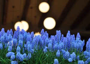 grape-hyacinths The George in Rye
