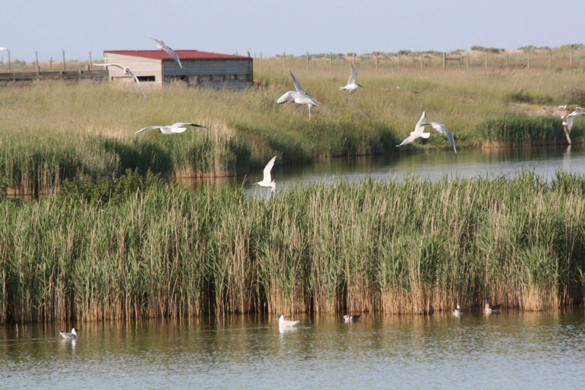 Rye Harbour Nature Reserve events