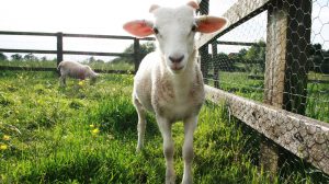 Rare Breed Sheep The George in Rye
